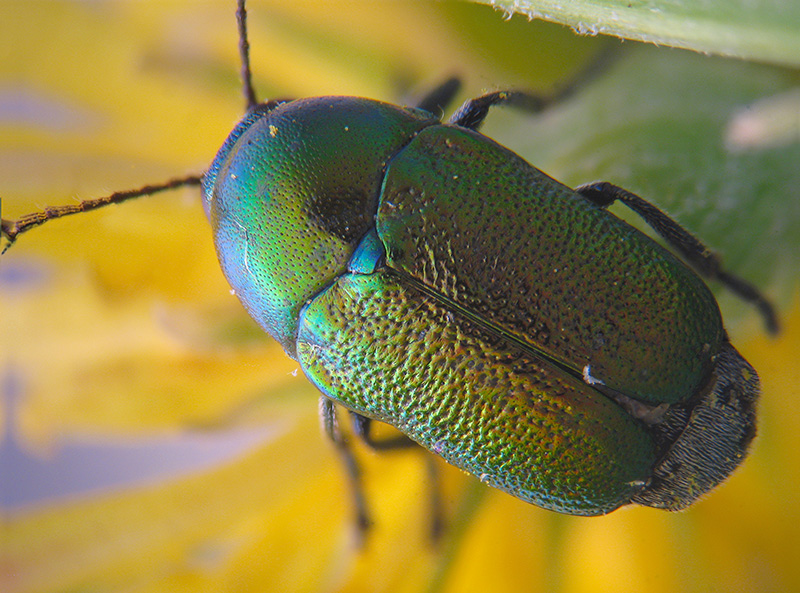 Cryptocephalus cfr. transiens